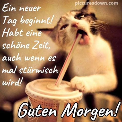 guten morgen katzen lustig